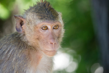 可愛いサル