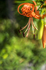 田町初芝運河沿緑地のオニユリ