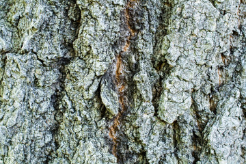 The bark of a East Asian deciduous Oak, Quercus serrata, - texture or background