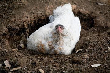 Free range white chicken laying in a hole on the ground and looking at the camera