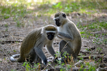 A couple of Vervet Monkeys, Chlorocebus pygerythrus, grooming in nature in Africa