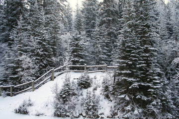 Winter landscape of forest with rustic fence