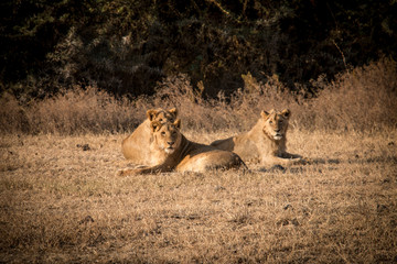 A pride of lions in Ngorongoro Crater