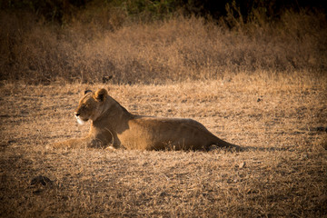 A lioness in Ngorongoro Crater
