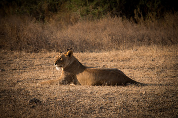 A lion in Ngorongoro Crater