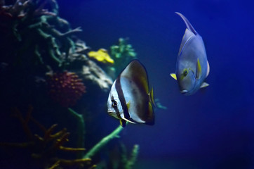 Fototapeta premium sea fish