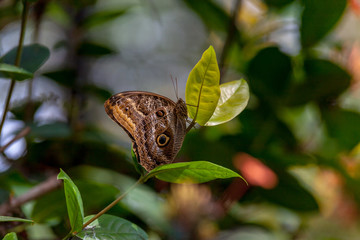 aligo beltrao Borboleta Coruja