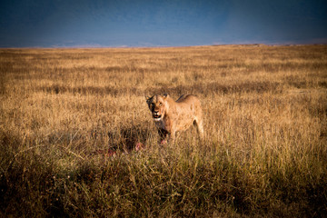 A lioness feeding in Ngorongoro Crater