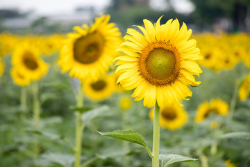 Obraz premium Beautiful yellow sunflower in the farm background