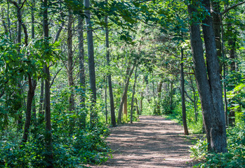 rustic trail through lush green forest in Massachusetts