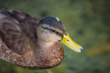 A duck on a lake