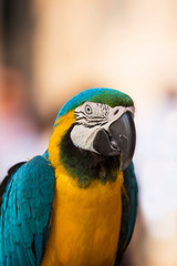 Parrot