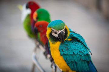 Parrot