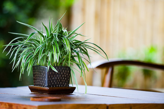 Chlorophytum in flowerpot on table. Variegatum, comosum. Spider Plant