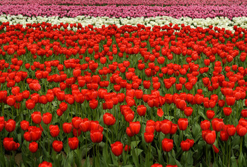 Tulip Field -2