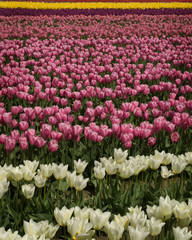Tulip Field -1
