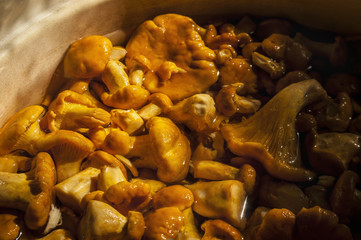 Frash mushrooms chanterelle