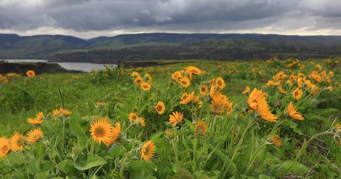 Balsamroot flowers in the Columbia River Gorge.