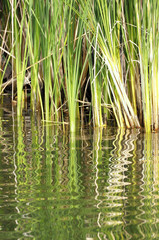 Reeds in water with rippled reflection