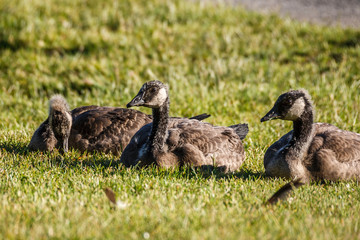 Baby goosling outdoor on a green field