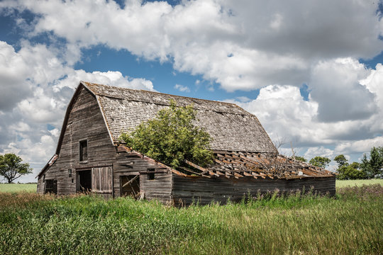 horizontal image of an old abandoned brown wooden barn with a tree growing out of a part of the caved in roof in the summer time.