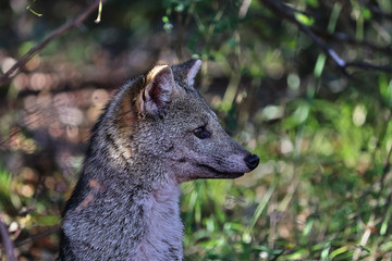 Baby Fox
