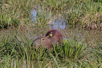 Pájaro sobre carpincho