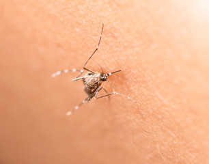 black culex mosquito