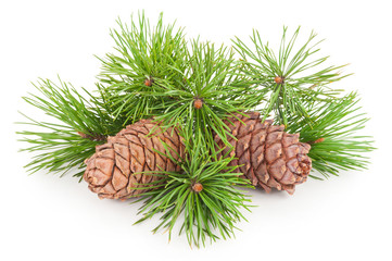 Fototapeta premium Cedar cones with branch