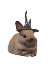 Little rabbit wearing black witch hat.