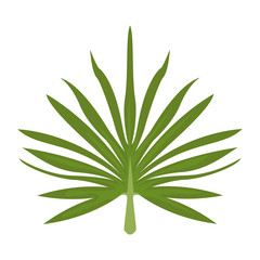 branche and leaves of tropical plants fronds isolated on white background vector illustration