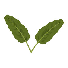 two tropical palm leaves exotic natural vector illustration