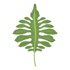 big green leaves of tropical monstera plant isolated on white background vector illustration