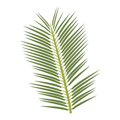 tropical palm leave jungle leaf floral vector illustration