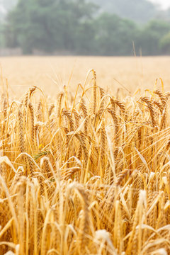 Ripening ears of wheat or rye, agriculture and rich harvest concept