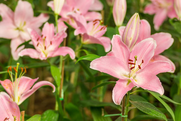 Fototapeta na wymiar pink Lilly flower in the garden