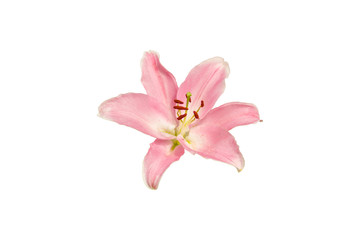 isolated pink Lilly flower on white background