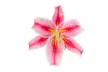 isolated pink Lilly flower on white background