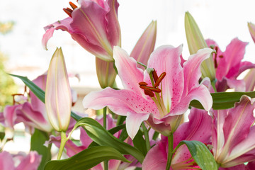 Obraz premium pink Lily flower in the garden