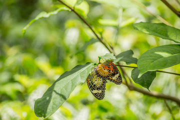 The Leopard Lacewing butterfly breeding on leaf