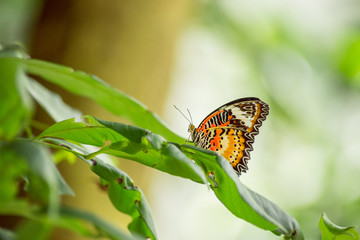 Fototapeta na wymiar The Leopard Lacewing butterfly on leaf