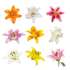 Obraz premium collection of various color Lily flowers contain yellow, white, pink and orange Lily flower