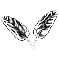 two tropical palm leaves exotic natural vector illustration