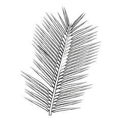 tropical palm leave jungle leaf floral vector illustration