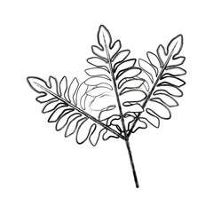 branch leaves plant tree natural botanical image vector illustration