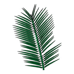 Obraz premium tropical palm leave jungle leaf floral vector illustration