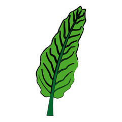 exotic tropical leave botanical flora icon vector illustration