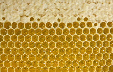 Nectar and honey in new comb