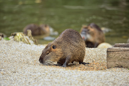 รูปภาพCastoridae เลือกดูภาพถ่ายสต็อก เวกเตอร์ และวิดีโอ598 Adobe Stock