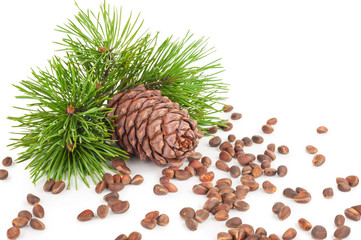 Cedar cone with branch